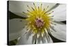 Native Clematis Flower, Dunedin, Otago, South Island, New Zealand-David Wall-Stretched Canvas