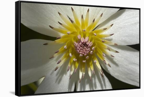 Native Clematis Flower, Dunedin, Otago, South Island, New Zealand-David Wall-Framed Stretched Canvas