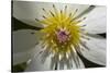 Native Clematis Flower, Dunedin, Otago, South Island, New Zealand-David Wall-Stretched Canvas