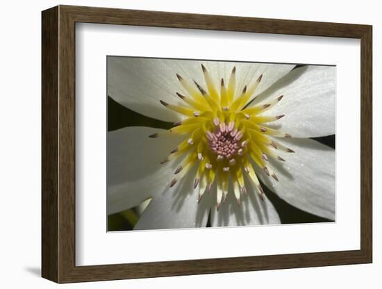 Native Clematis Flower, Dunedin, Otago, South Island, New Zealand-David Wall-Framed Photographic Print