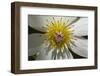 Native Clematis Flower, Dunedin, Otago, South Island, New Zealand-David Wall-Framed Photographic Print