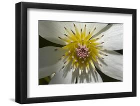 Native Clematis Flower, Dunedin, Otago, South Island, New Zealand-David Wall-Framed Photographic Print