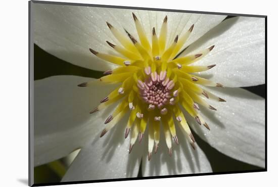 Native Clematis Flower, Dunedin, Otago, South Island, New Zealand-David Wall-Mounted Photographic Print