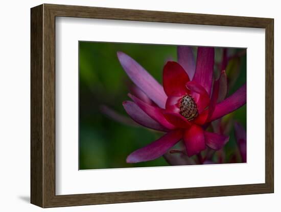 Native Hawaiian Wildflower Protea, Safari Sunset-Jaynes Gallery-Framed Photographic Print