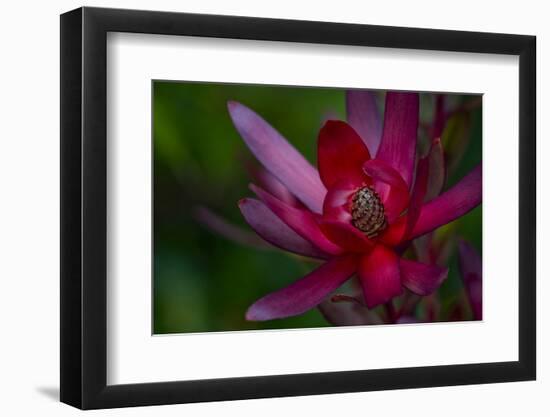 Native Hawaiian Wildflower Protea, Safari Sunset-Jaynes Gallery-Framed Photographic Print