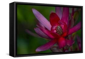 Native Hawaiian Wildflower Protea, Safari Sunset-Jaynes Gallery-Framed Stretched Canvas