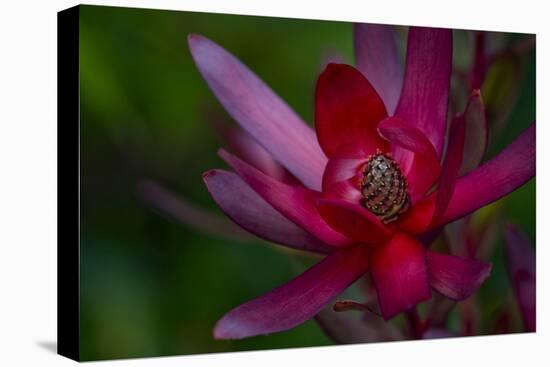 Native Hawaiian Wildflower Protea, Safari Sunset-Jaynes Gallery-Stretched Canvas