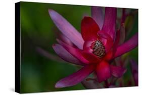 Native Hawaiian Wildflower Protea, Safari Sunset-Jaynes Gallery-Stretched Canvas