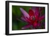 Native Hawaiian Wildflower Protea, Safari Sunset-Jaynes Gallery-Framed Photographic Print