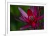 Native Hawaiian Wildflower Protea, Safari Sunset-Jaynes Gallery-Framed Photographic Print