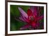 Native Hawaiian Wildflower Protea, Safari Sunset-Jaynes Gallery-Framed Photographic Print