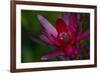 Native Hawaiian Wildflower Protea, Safari Sunset-Jaynes Gallery-Framed Photographic Print