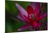 Native Hawaiian Wildflower Protea, Safari Sunset-Jaynes Gallery-Mounted Photographic Print