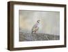 Native of southern Eurasia, the Chukar Partridge was introduced to North America as a game bird-Richard Wright-Framed Photographic Print