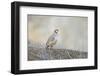 Native of southern Eurasia, the Chukar Partridge was introduced to North America as a game bird-Richard Wright-Framed Photographic Print