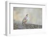 Native of southern Eurasia, the Chukar Partridge was introduced to North America as a game bird-Richard Wright-Framed Photographic Print