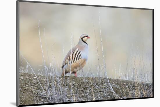 Native of southern Eurasia, the Chukar Partridge was introduced to North America as a game bird-Richard Wright-Mounted Photographic Print