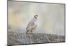 Native of southern Eurasia, the Chukar Partridge was introduced to North America as a game bird-Richard Wright-Mounted Photographic Print