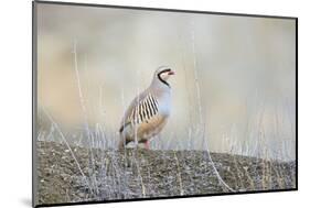 Native of southern Eurasia, the Chukar Partridge was introduced to North America as a game bird-Richard Wright-Mounted Photographic Print