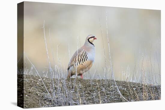 Native of southern Eurasia, the Chukar Partridge was introduced to North America as a game bird-Richard Wright-Stretched Canvas