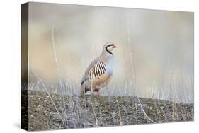 Native of southern Eurasia, the Chukar Partridge was introduced to North America as a game bird-Richard Wright-Stretched Canvas