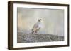 Native of southern Eurasia, the Chukar Partridge was introduced to North America as a game bird-Richard Wright-Framed Photographic Print