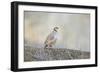 Native of southern Eurasia, the Chukar Partridge was introduced to North America as a game bird-Richard Wright-Framed Photographic Print