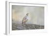 Native of southern Eurasia, the Chukar Partridge was introduced to North America as a game bird-Richard Wright-Framed Photographic Print