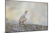 Native of southern Eurasia, the Chukar Partridge was introduced to North America as a game bird-Richard Wright-Mounted Photographic Print