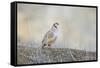Native of southern Eurasia, the Chukar Partridge was introduced to North America as a game bird-Richard Wright-Framed Stretched Canvas