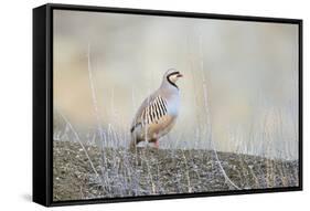 Native of southern Eurasia, the Chukar Partridge was introduced to North America as a game bird-Richard Wright-Framed Stretched Canvas