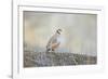 Native of southern Eurasia, the Chukar Partridge was introduced to North America as a game bird-Richard Wright-Framed Photographic Print