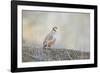 Native of southern Eurasia, the Chukar Partridge was introduced to North America as a game bird-Richard Wright-Framed Photographic Print