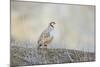 Native of southern Eurasia, the Chukar Partridge was introduced to North America as a game bird-Richard Wright-Mounted Photographic Print