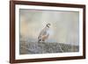 Native of southern Eurasia, the Chukar Partridge was introduced to North America as a game bird-Richard Wright-Framed Photographic Print