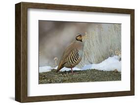 Native of southern Eurasia, the Chukar was introduced to North America as a game bird.-Richard Wright-Framed Photographic Print