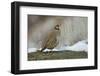 Native of southern Eurasia, the Chukar was introduced to North America as a game bird.-Richard Wright-Framed Photographic Print