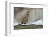 Native of southern Eurasia, the Chukar was introduced to North America as a game bird.-Richard Wright-Framed Photographic Print