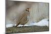 Native of southern Eurasia, the Chukar was introduced to North America as a game bird.-Richard Wright-Mounted Photographic Print