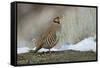 Native of southern Eurasia, the Chukar was introduced to North America as a game bird.-Richard Wright-Framed Stretched Canvas