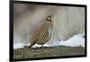 Native of southern Eurasia, the Chukar was introduced to North America as a game bird.-Richard Wright-Framed Photographic Print