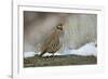 Native of southern Eurasia, the Chukar was introduced to North America as a game bird.-Richard Wright-Framed Photographic Print