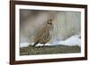 Native of southern Eurasia, the Chukar was introduced to North America as a game bird.-Richard Wright-Framed Photographic Print
