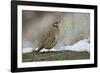 Native of southern Eurasia, the Chukar was introduced to North America as a game bird.-Richard Wright-Framed Photographic Print