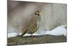 Native of southern Eurasia, the Chukar was introduced to North America as a game bird.-Richard Wright-Mounted Photographic Print