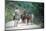 Native people on horses, Costa Rica-null-Mounted Art Print
