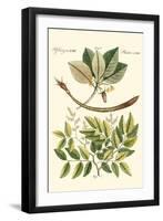 Native Plants I-Vision Studio-Framed Art Print