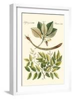 Native Plants I-Vision Studio-Framed Art Print