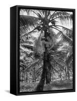 Native Preparing to Harvest the Coconuts-Eliot Elisofon-Framed Stretched Canvas
