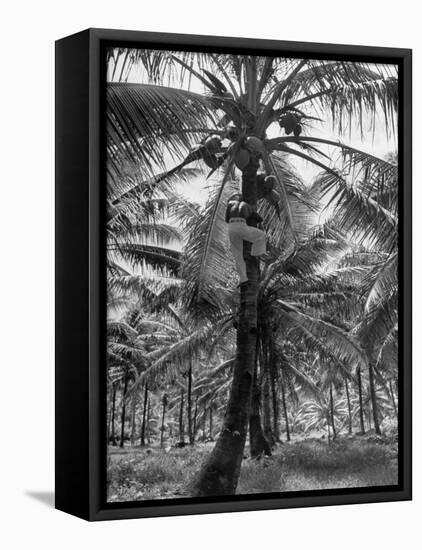 Native Preparing to Harvest the Coconuts-Eliot Elisofon-Framed Stretched Canvas